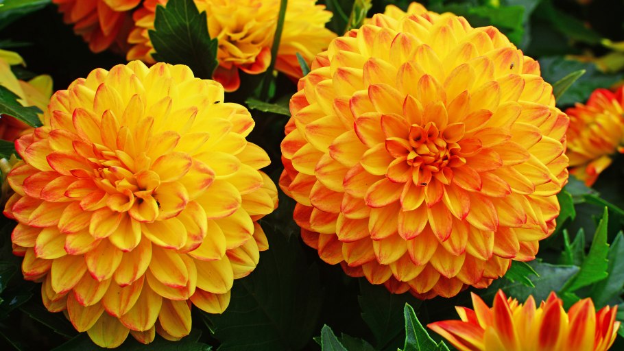 Георгины Dahlia