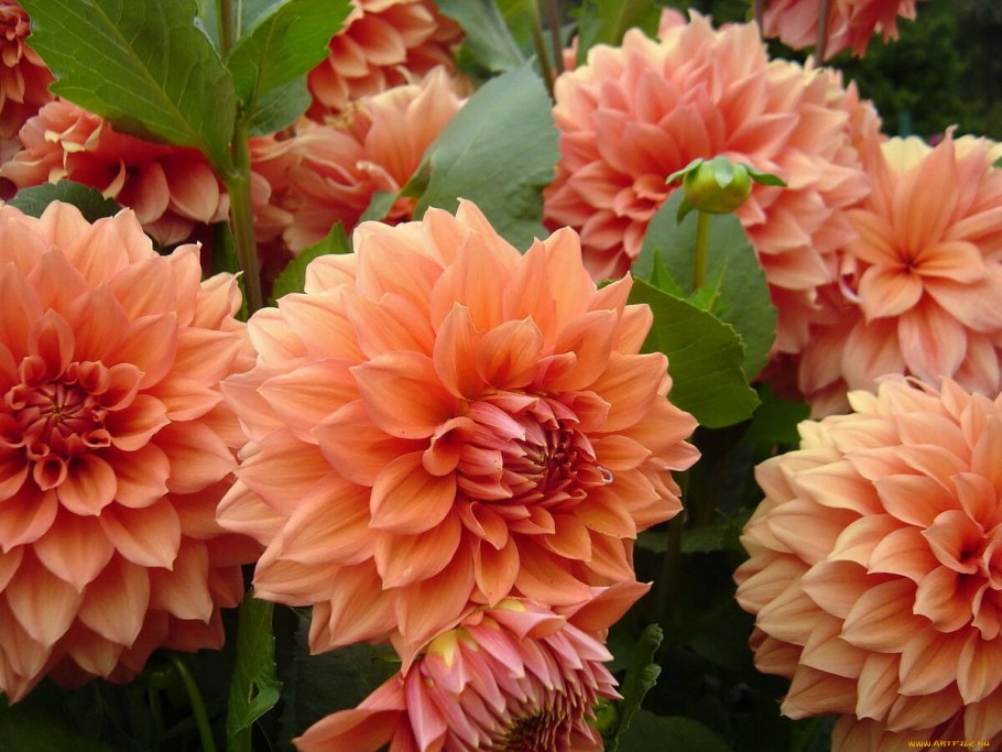 Пионовидные георгины