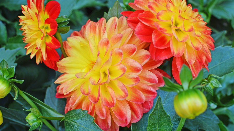 Георгин Далия оранжевый