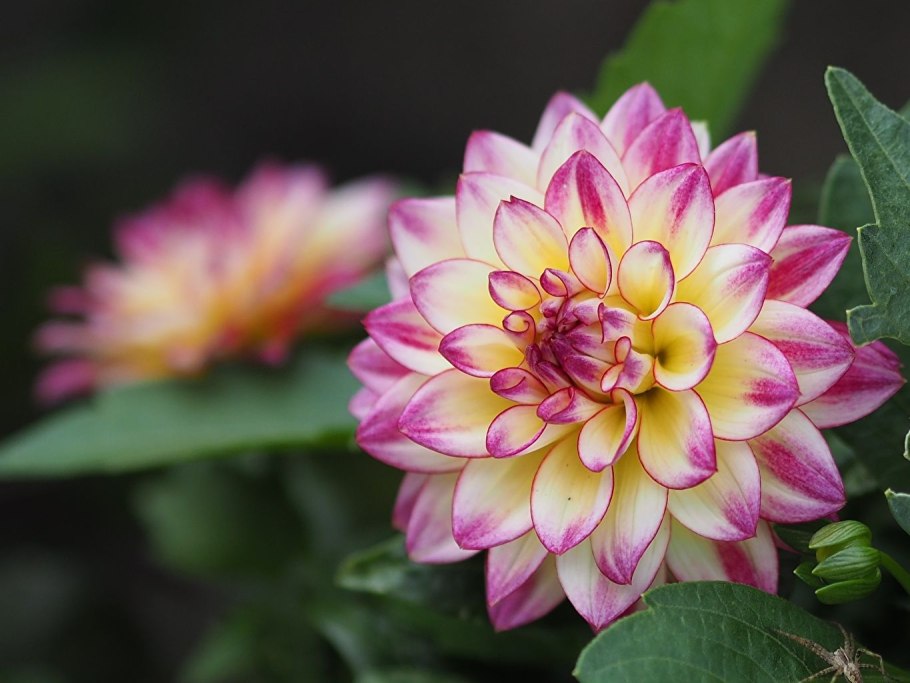 Георгин Ройс Прайд