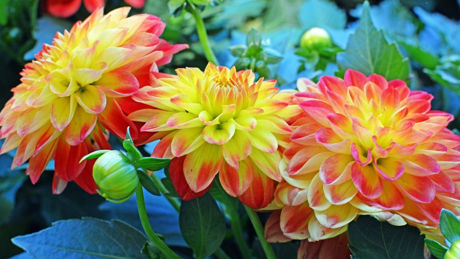 Георгина Грейсленд