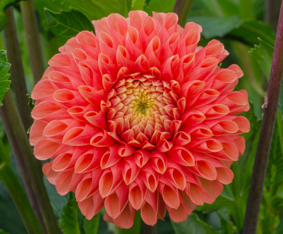 Георгин Далия красный