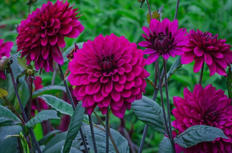 Георгин Evanah