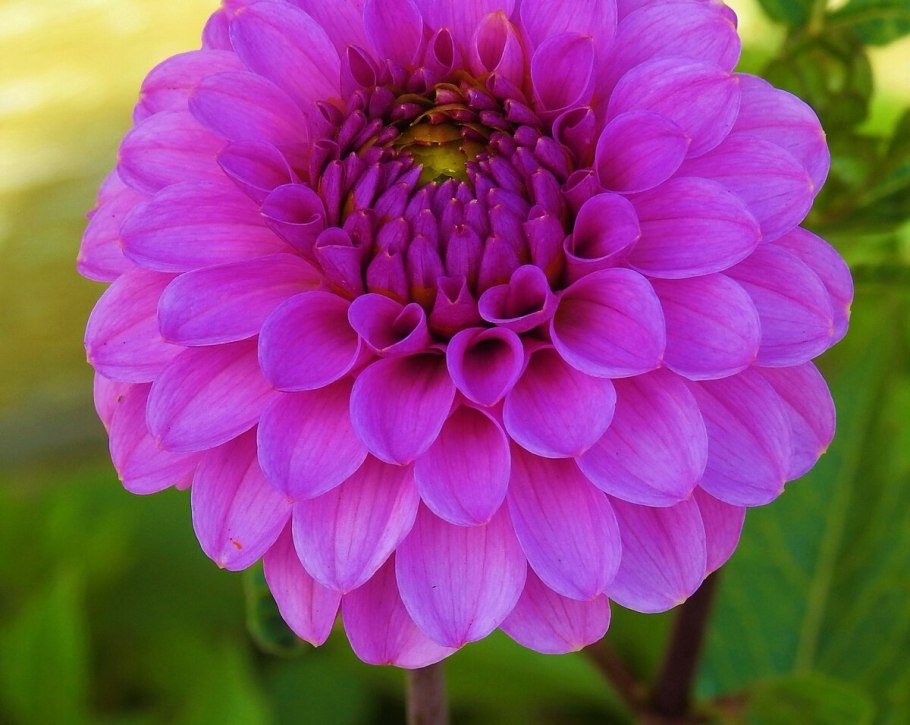 Георгина Dahlia