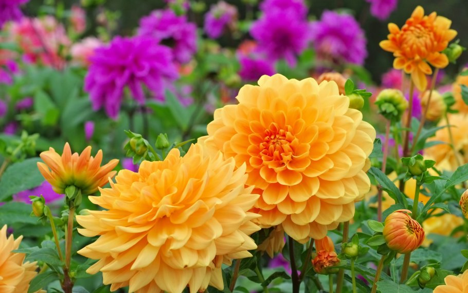 Сорт георгина Далия