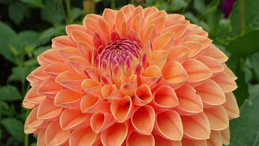 Георгины Берлинер оранж