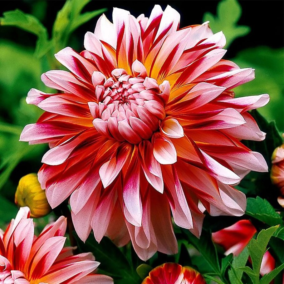 Георгина Карибиан фэнтези