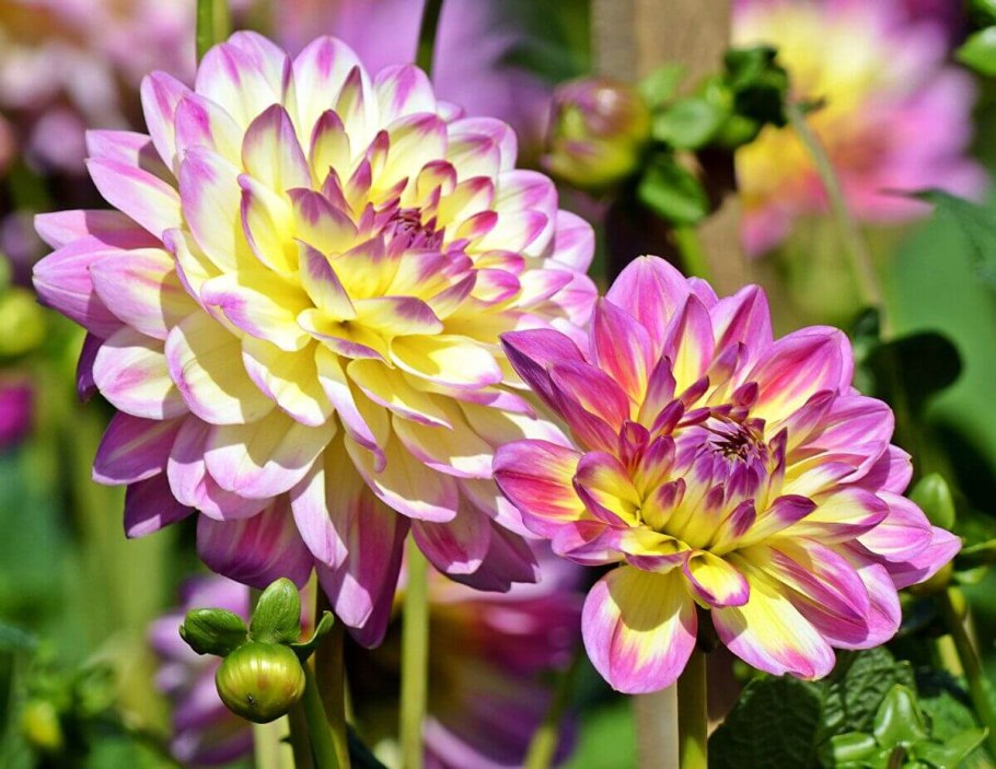 Пионовидные георгины