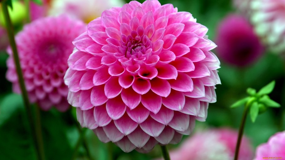 Jowey Martina георгин