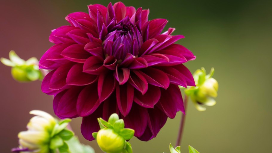 Георгина Найт Баттерфляй