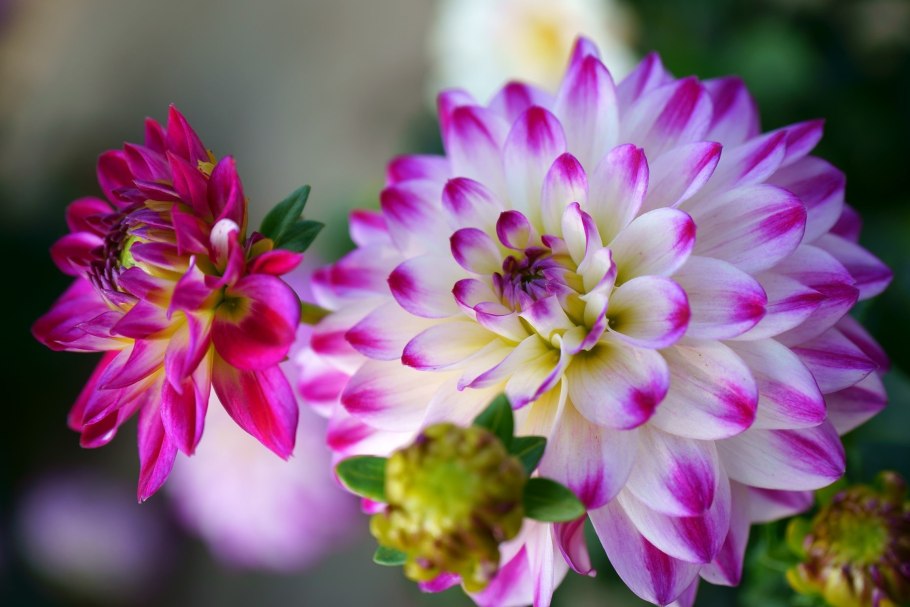 Георгин биколор