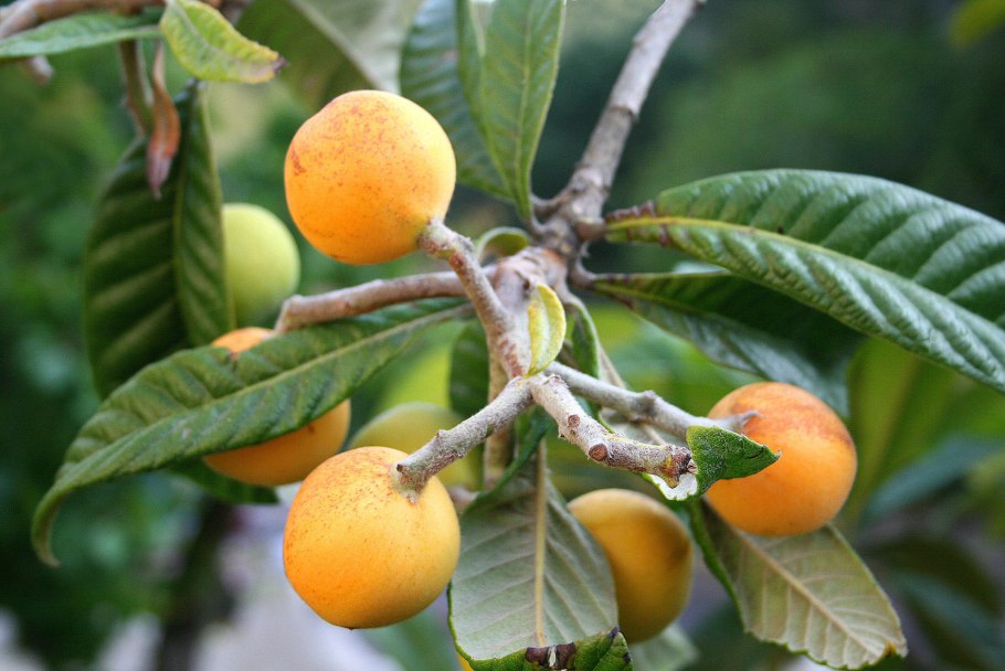 Мушмула японская Eriobotrya japonica
