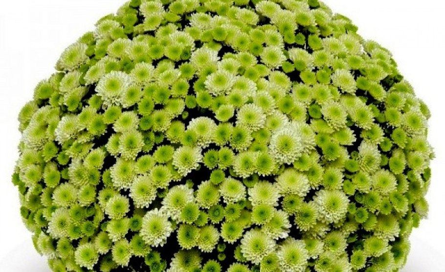 Хризантема мультифлора (сорт 'primo pistache')