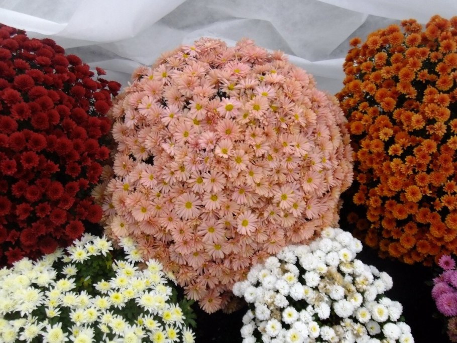 Хризантема мультифлора шаровидная семена