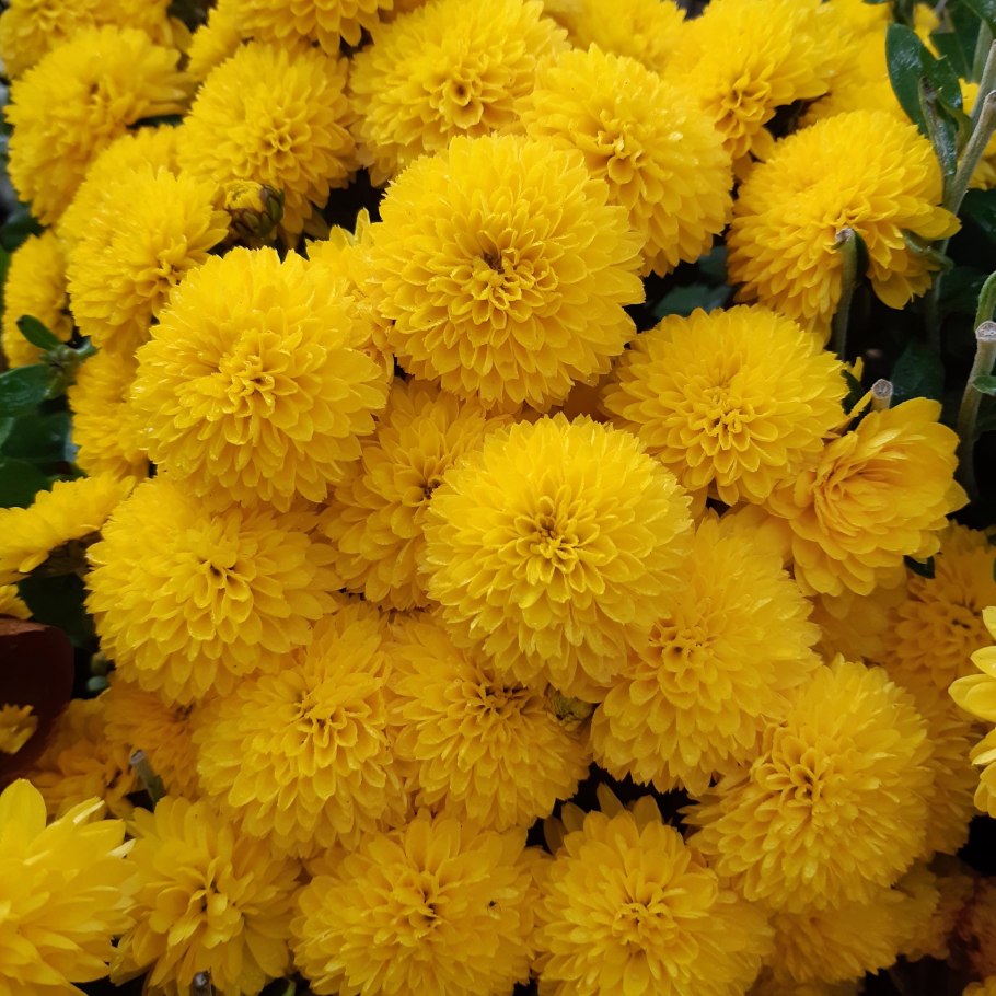 Хризантема мультифлора