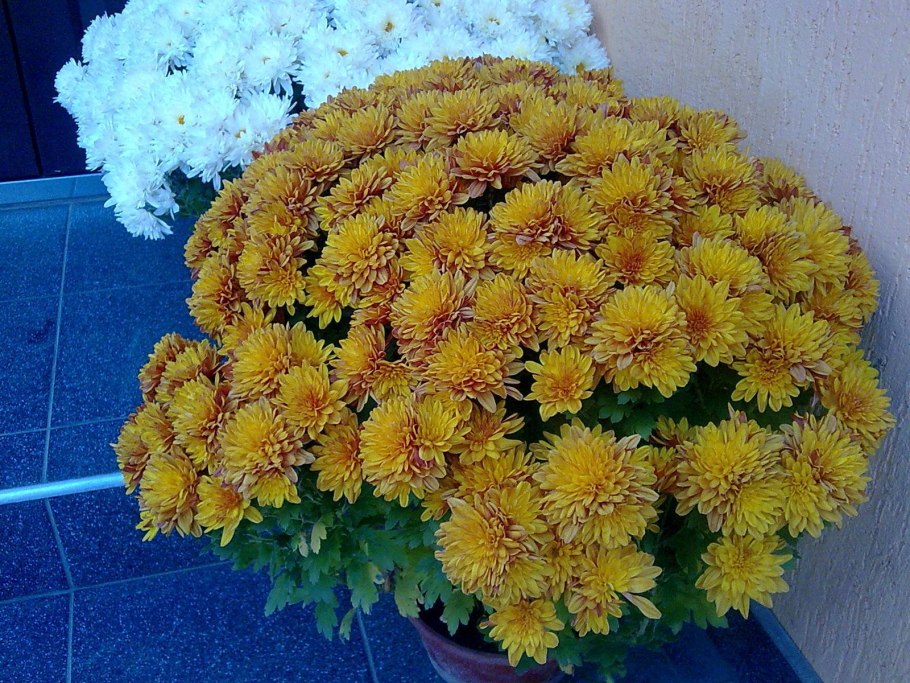 Хризантема мультифлора Уран