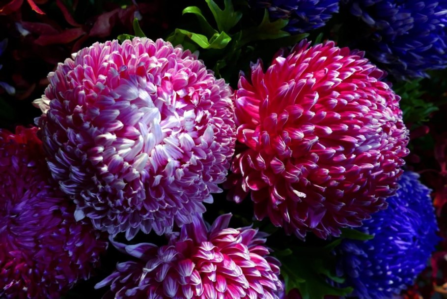 Хризантема big Boss