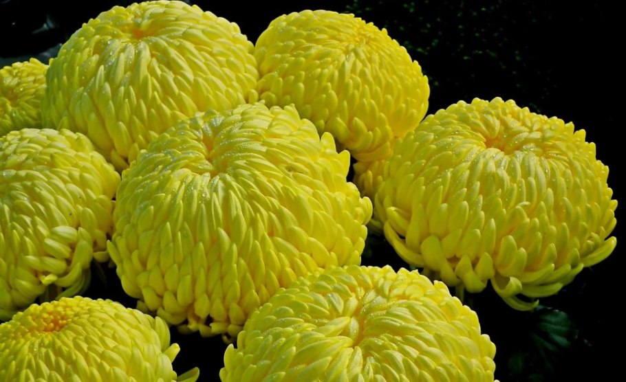 Хризантема золотой апельсин