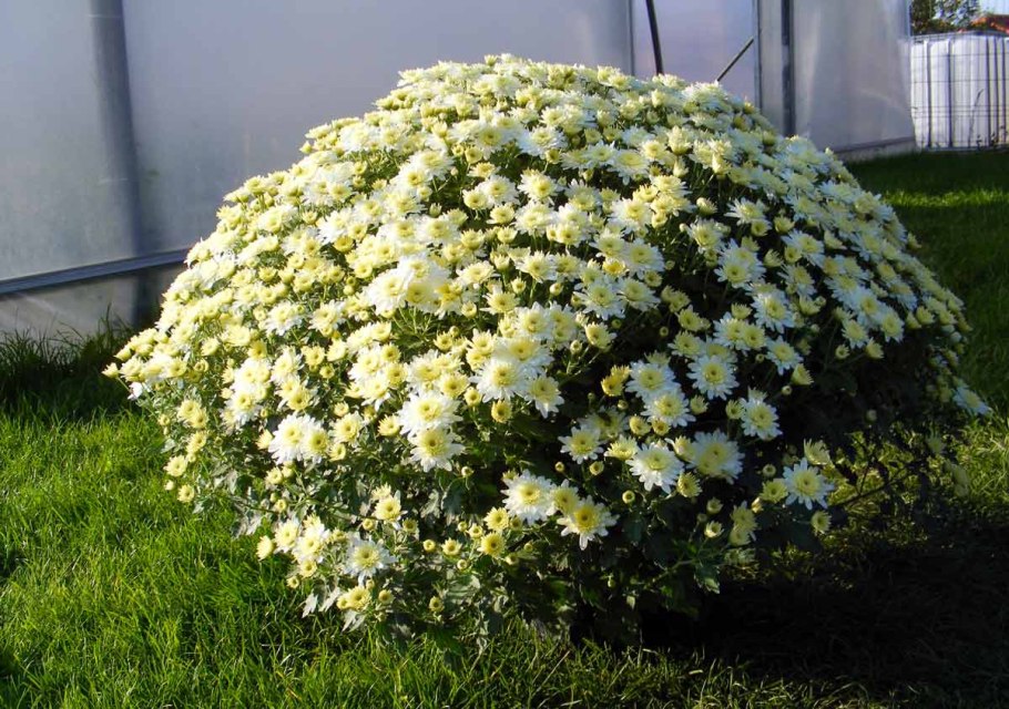 Хризантема шаровидная Садовая