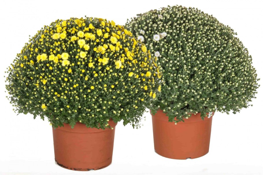 Хризантема мультифлора шаровидная