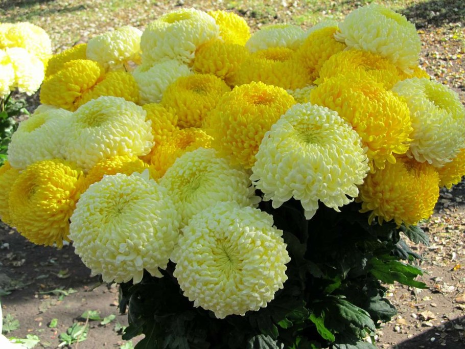 Хризантема мультифлора