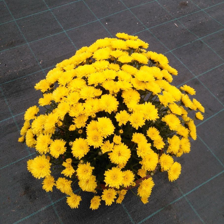 Хризантема мультифлора Арес