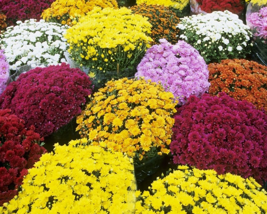 Хризантема белая помпонная