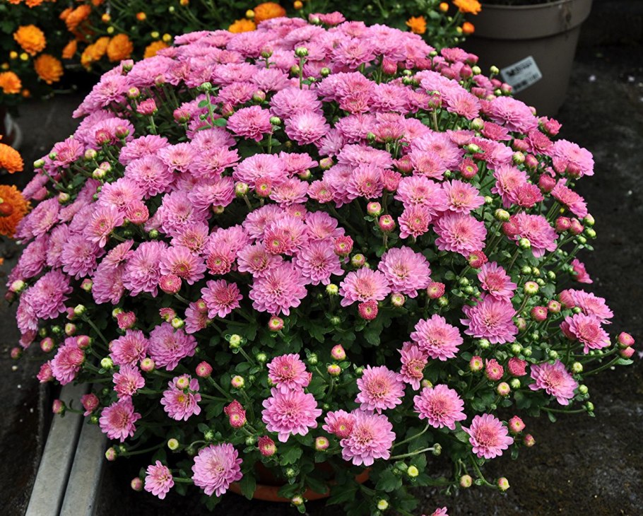 Хризантема мультифлора Пуговка