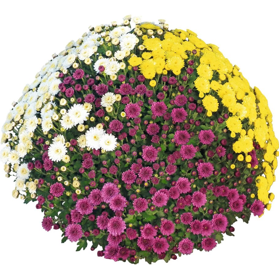 Ампельная Хризантема мультифлора