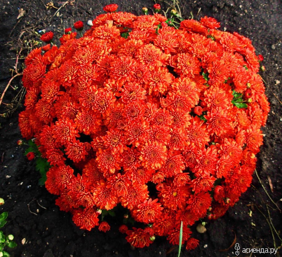Хризантема мультифлора оранжевая