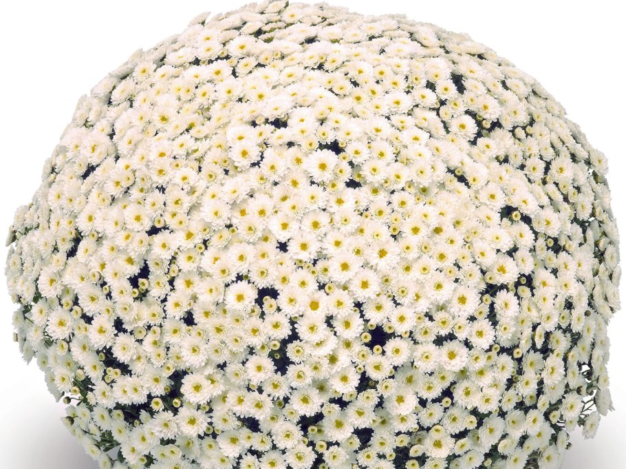 Хризантема мультифлора шаровидная белая