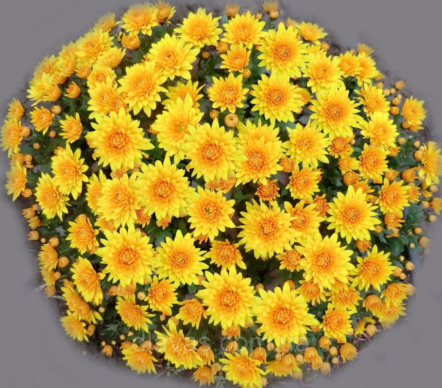 Хризантема мультифлора шаровидная