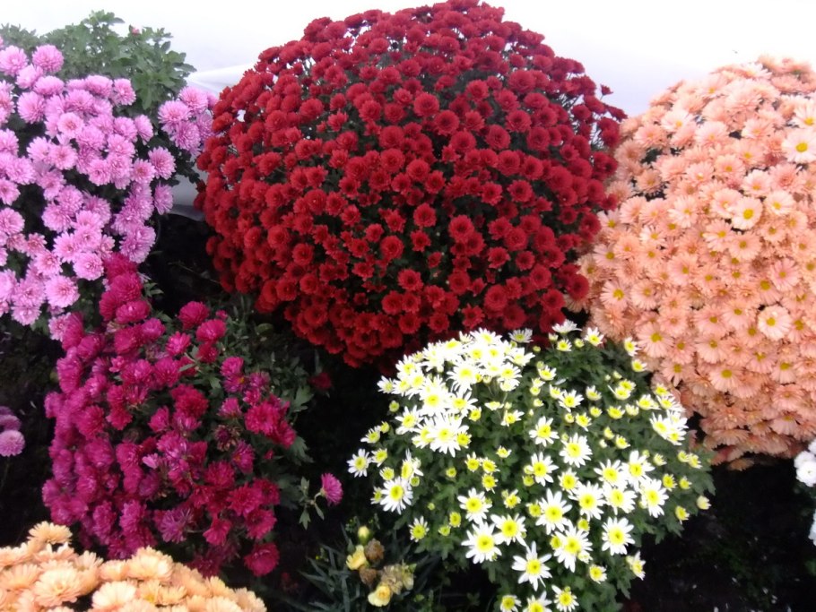 Хризантема Бранфонтайн Салмон мультифлора
