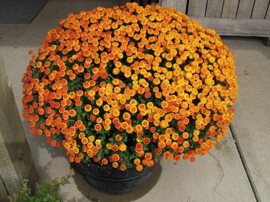 Хрищантема одноголовая шар