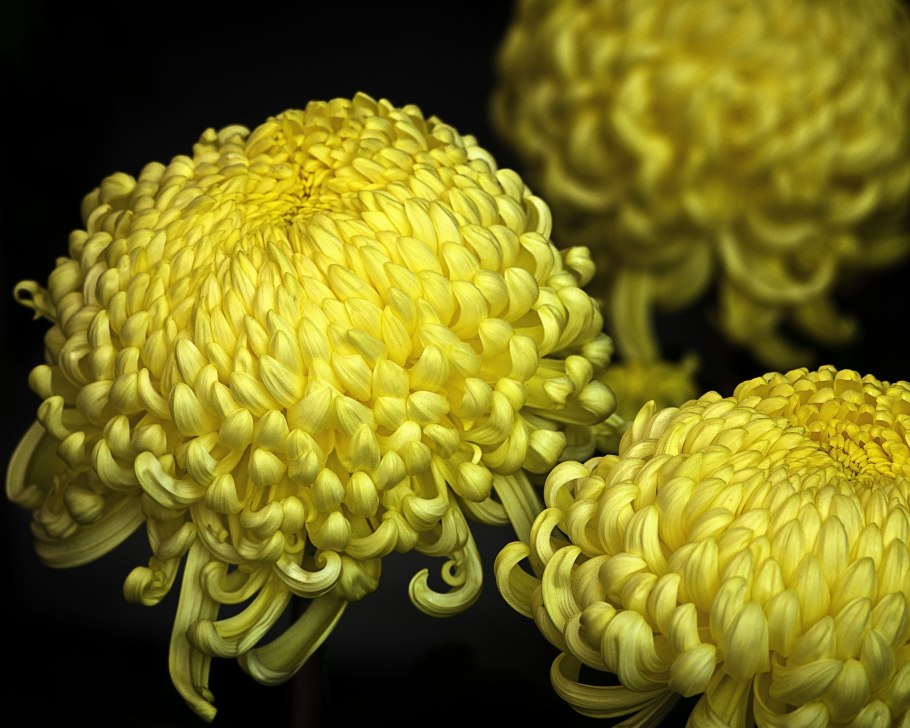 Хризантемы микс шаровидные