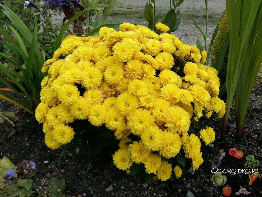 Астра помпонная Элизабет жёлтая