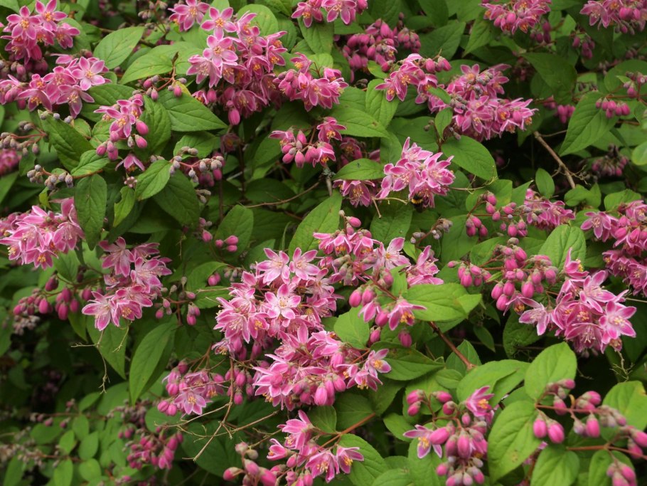 Дейция Строуберри Филдс