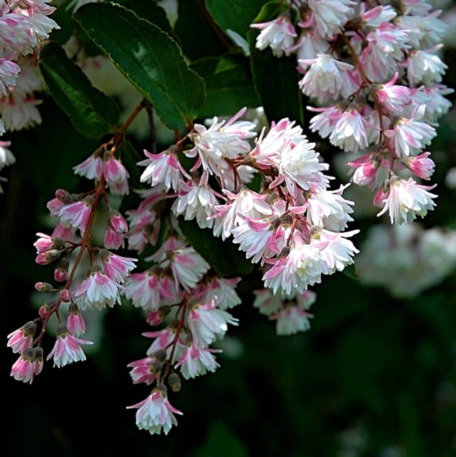 Дейция гибридная (сорт 'Pink Pom-Pom')