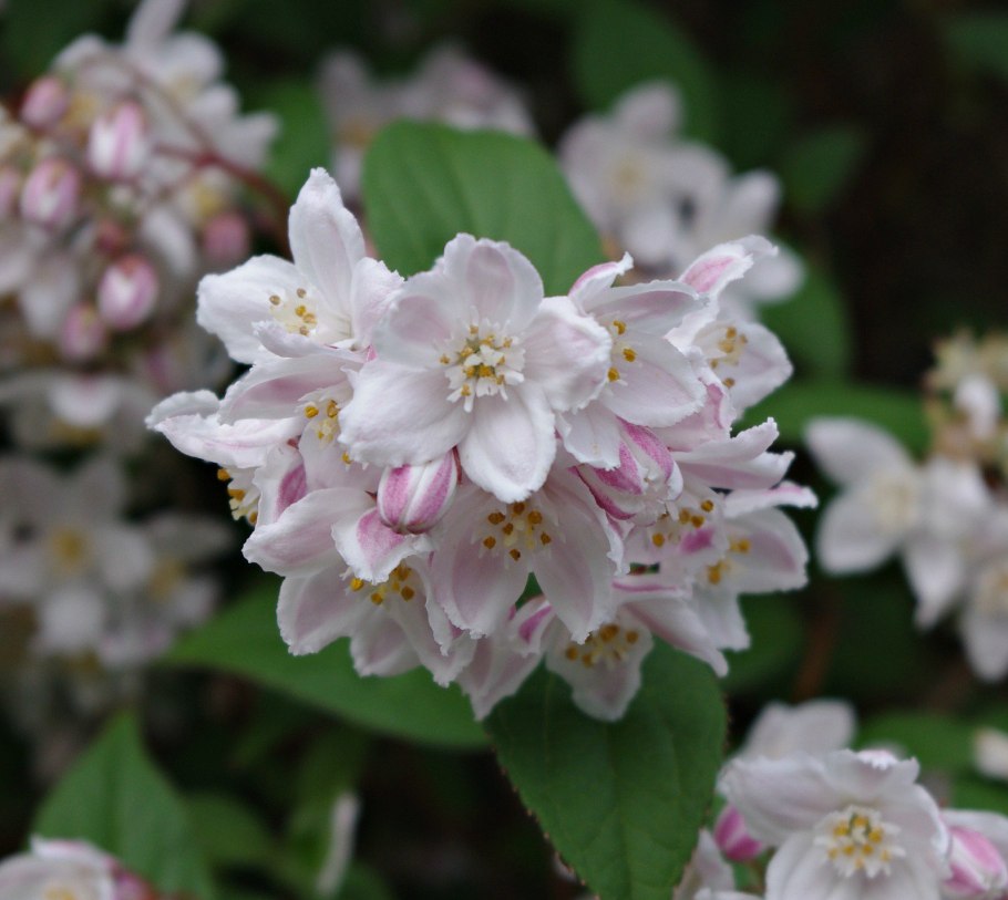 Дейция Турбилон Руж