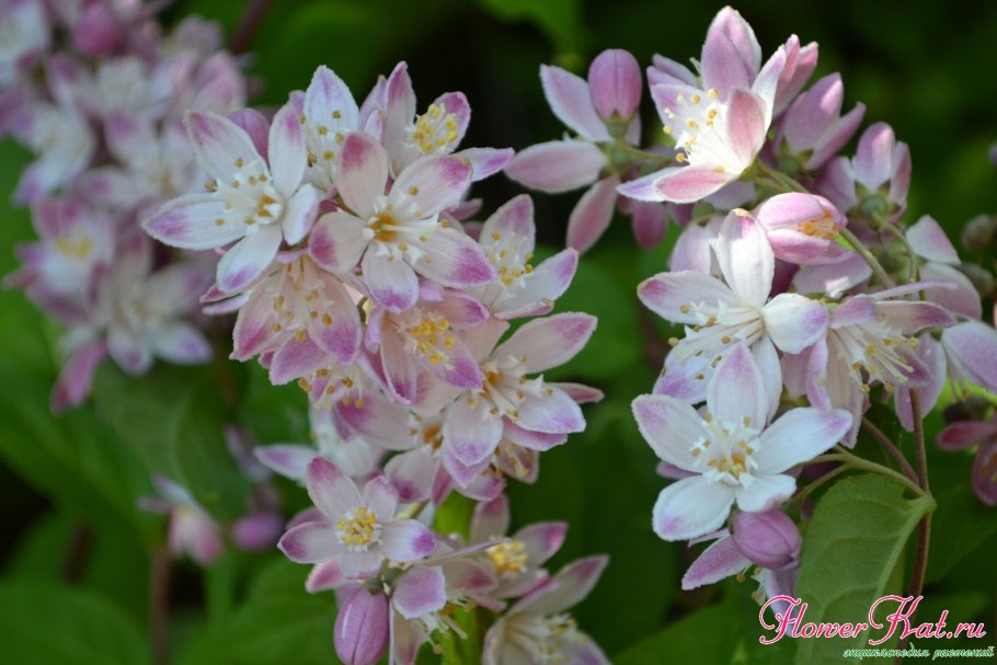 Deutzia hybrida 'Strawberry fields' c2 30-40 7,95 635,71