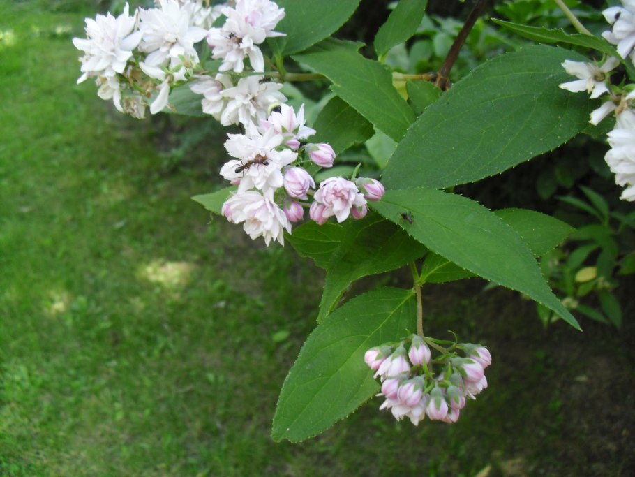 Дейция кальмиецветковая Калмифлора