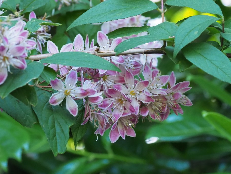Дейция шершавая Строберри Филдс