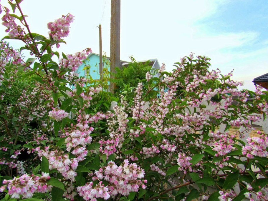 Дейция монт Роуз