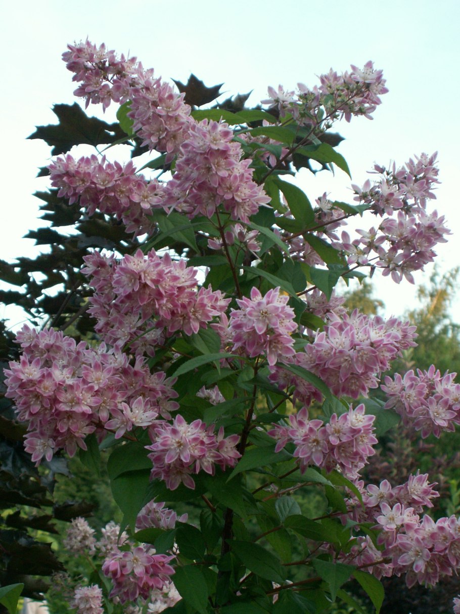 Дейция Raspberry Sundae