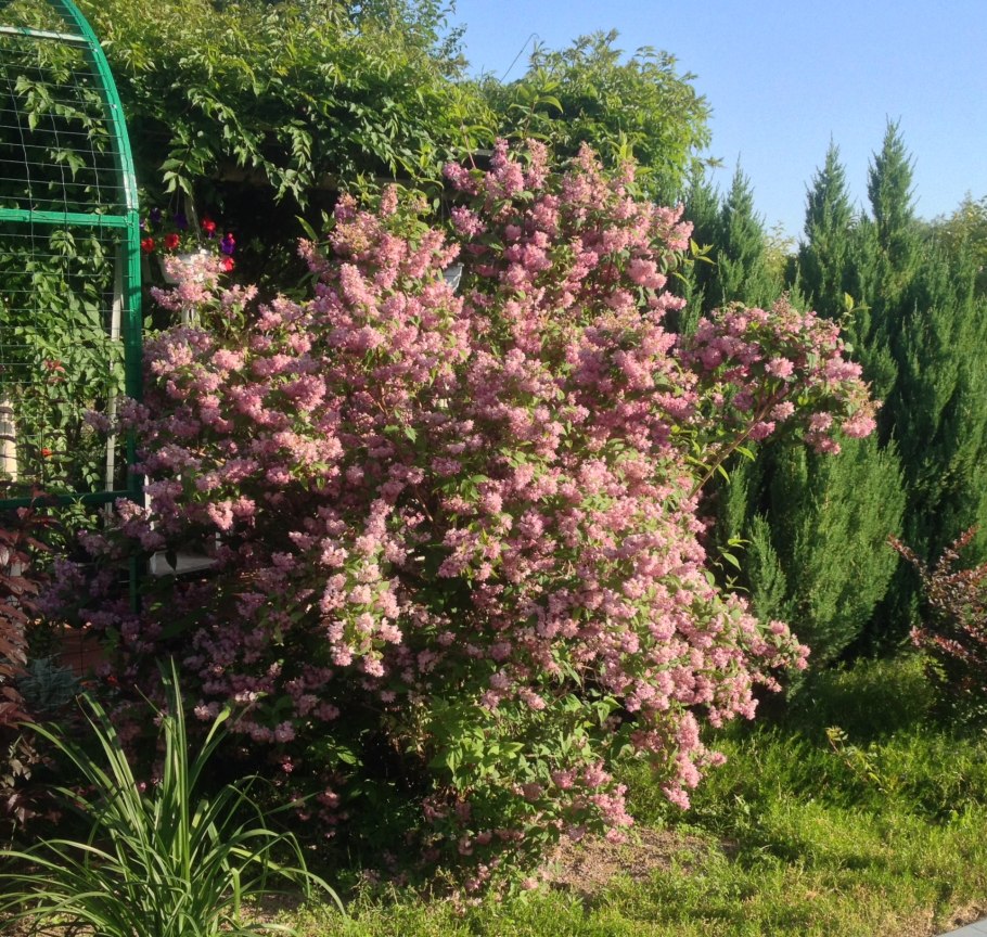 Дейция кустарник Строуберри Филдс