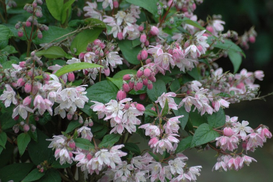 Дейция гибридная монт Роуз (Deutzia hybrida Mont Rose)
