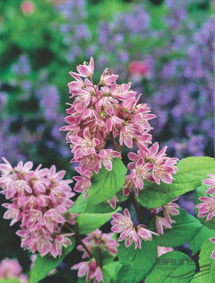 Дейция гибридная Tourbillon rouge