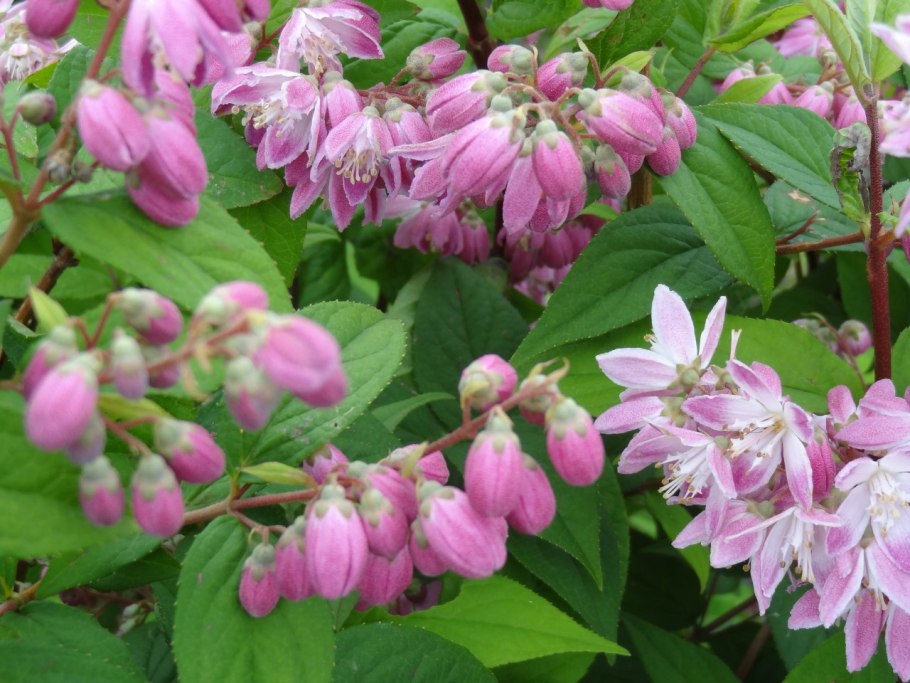 Дейция гибридная Строберри Филдс