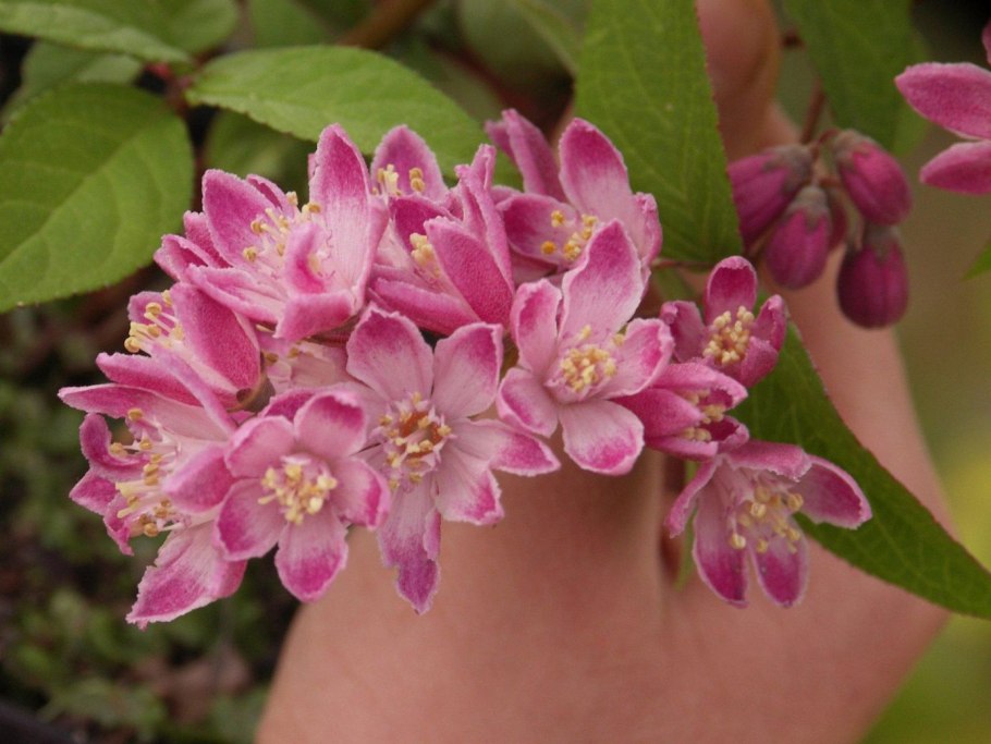 Дейция Земляничная Поляна