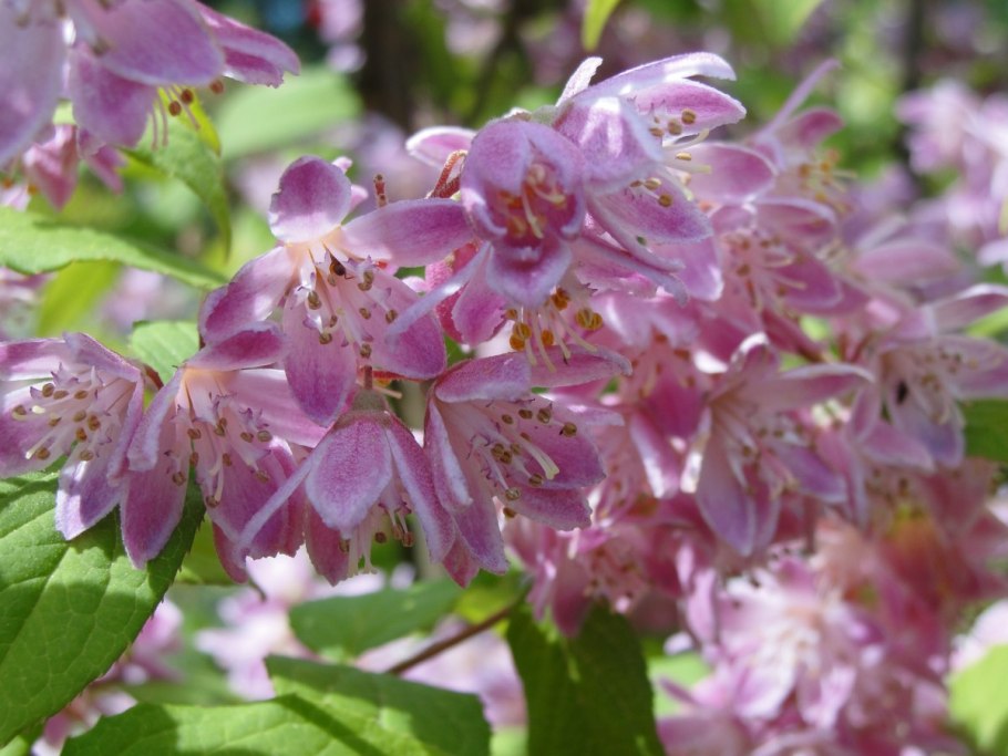 Кустарник Ромеро